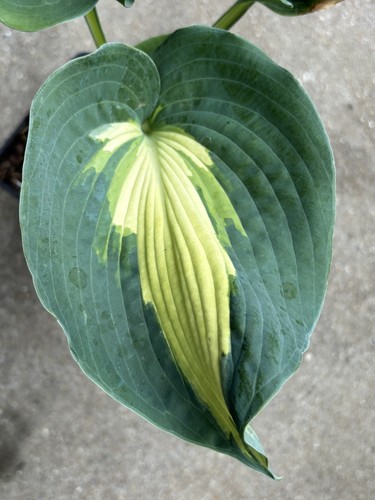 Hosta hudson bay - large, plant