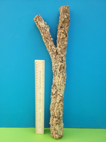 Cork bark branch 50cm snake - branch,