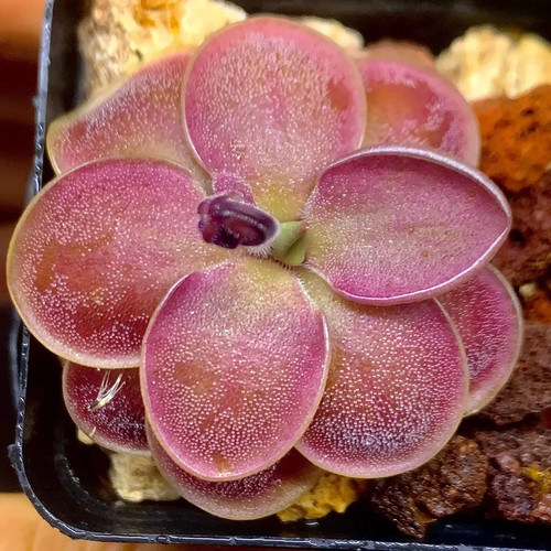 Pre sale pinguicula sch - pre-sale,