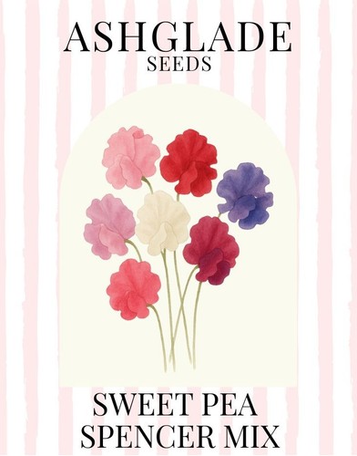Sweet pea spencer mixed flower - pea,