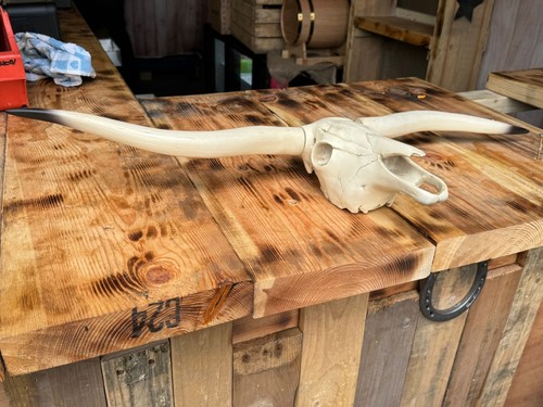Cow skull wall decor - cow,