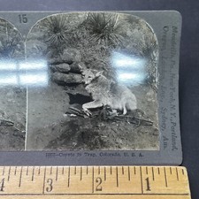 Antique 1906 coyote bear - coyote,