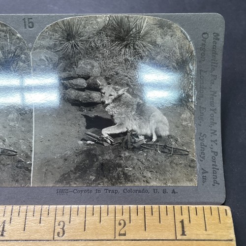 Antique 1906 coyote - 1906, a