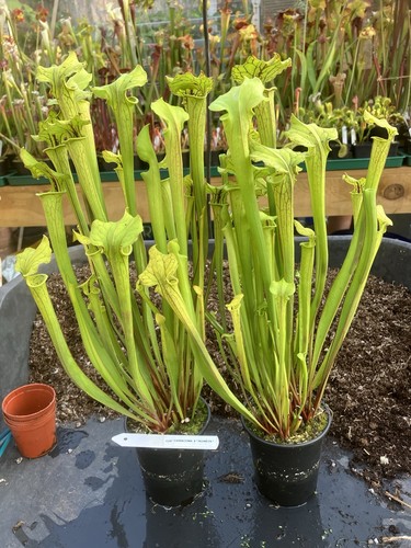 Sarracenia redneck - ,