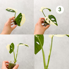 Variegated scindapsus - variegated,