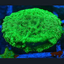 Green Dragon Skin Leptoseris, SPS, LPS encrusting coral on a frag plug