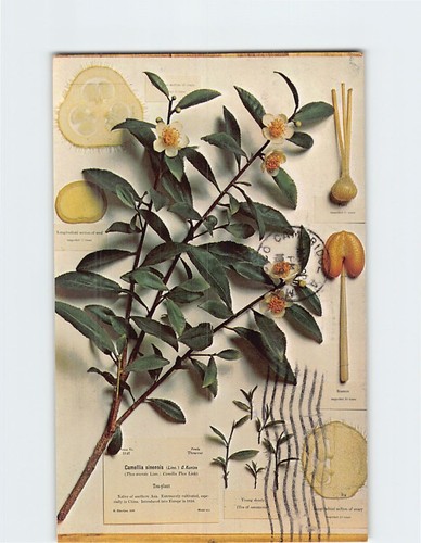 Postcard camellia sinensis - postcard,