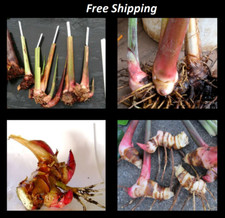 HELICONIA ROSTRATA HANGING LOBSTER CLAW LIVE RHIZOME EXOTIC TROPICAL PLANT Roots