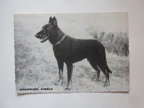 Beauceron postcard dog