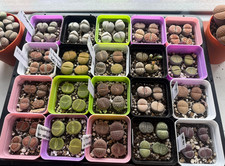 Lithops species pot - lithops,