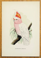 Antique Parrot Print LEADBEATER'S or PINK COCKATOO Original W.T. Greene 1884