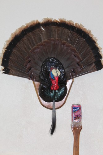 Turkey mount taxidermy - taxidermy, tom