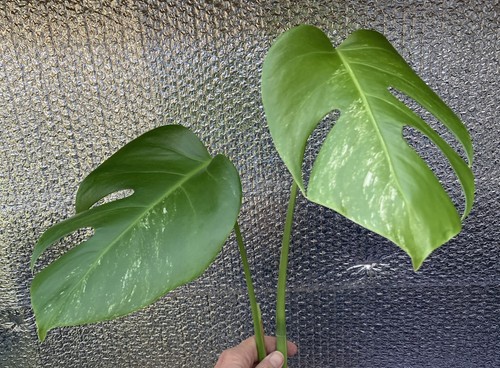 Monstera deliciosa albo - deliciosa, top