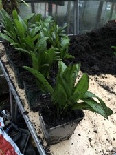 Trachycarpus fortunei Seedlings