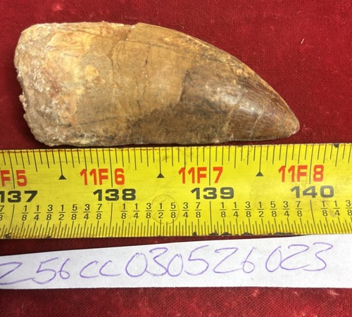 Rare carcharodontosaurus - rare,