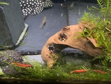 (1.5KG) 2 x New NATURAL Flat SLATE Rock Pieces AQUARIUM Fish Tank Gravel Reptile