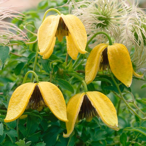 Clematis tangutica hardy - clematis,