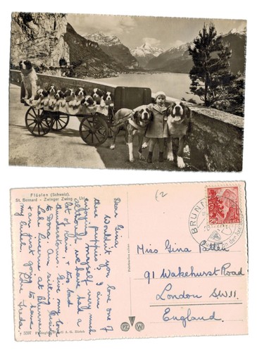 Postcard bernard dogs - postcard,