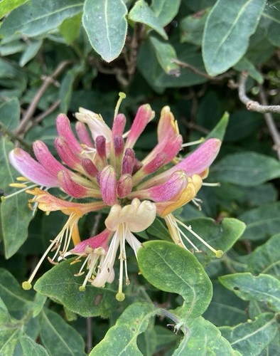 Honeysuckle plant - x,