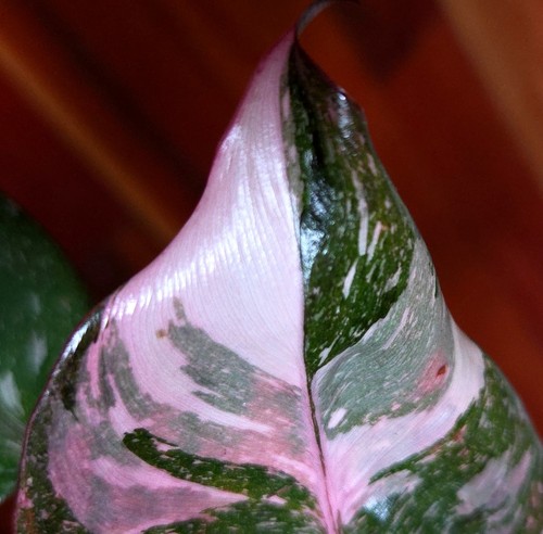 Rare philodendron scarlet - philodendron,
