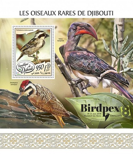 Rare birds - rare,