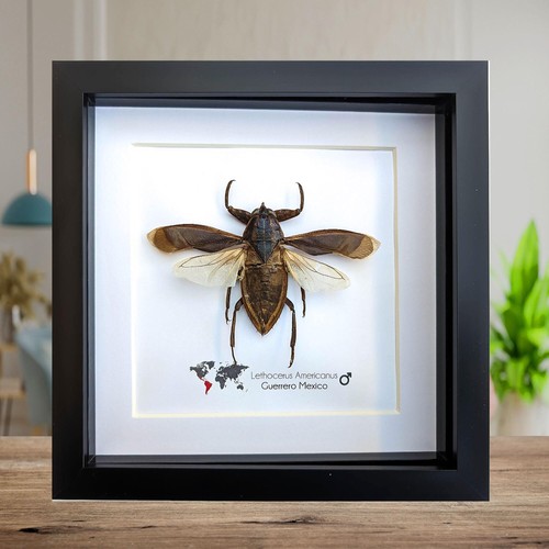 Framed eastern toe-biter