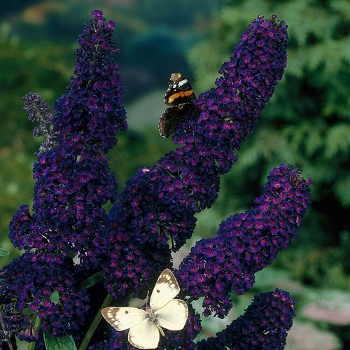 Pot buddleia black - 1l,