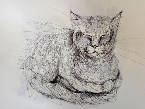 Cat sleeping resting pen - sleeping,