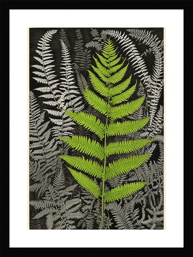 Beautiful fern fronds - beautiful,