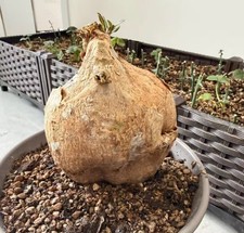 12cm Adenium obesum “suomali”WYSIWYG Garden Boutique Feature