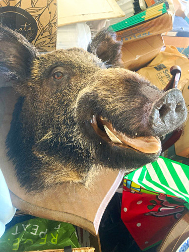 Wild boar taxidermy - wild, head