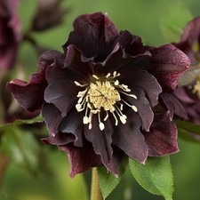 Perfect Plants Hellebore Plant in 17cm Pot -- Garden Ready to Plant