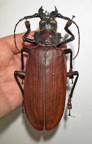 Titanus giganteus size - titanus, giganteus******size