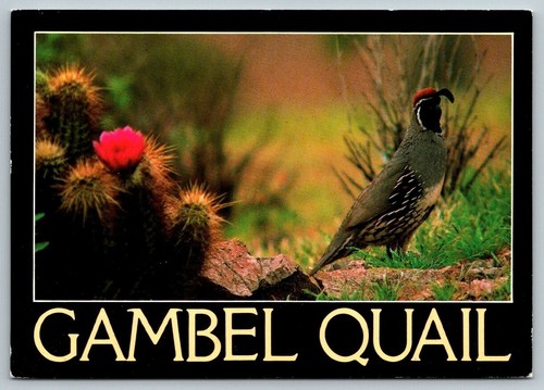 1994 gambel quail bird - ,