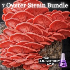 Ultimate Oyster Mushroom LC