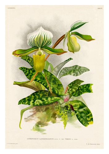 Cypripedium lawrenceanum - cypripedium,