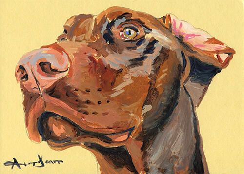 7x5 doberman pinscher dog - pinscher,