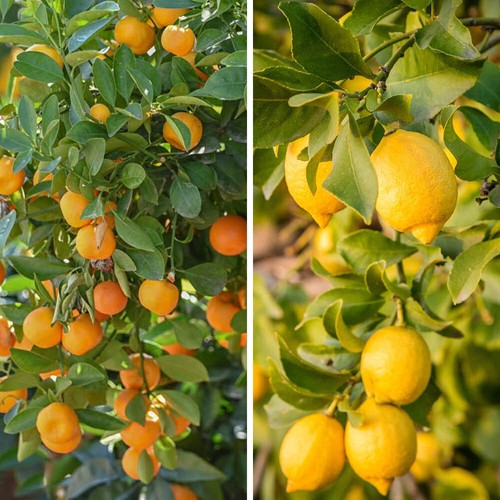 Citrus tree collection lemon - citrus,