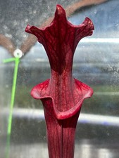 Sarracenia john david - david, x