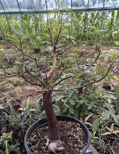 Rare live house plant - live,
