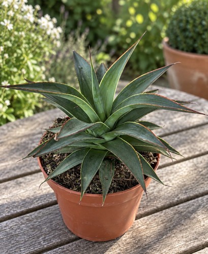 Agave shaka zulu rare - ‘shaka,