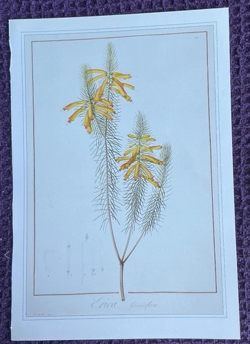 Print erica grandiflora by - print,