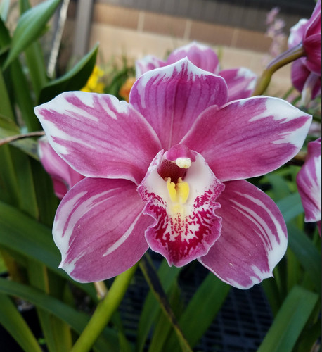 Cymbidium pia borg - cymbidium,
