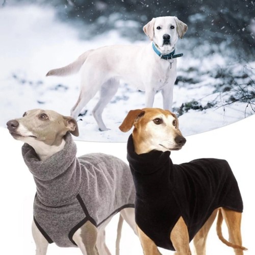 Pet dog winter - high, collar