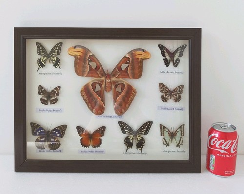 Vintage real atlas moth - atlas,