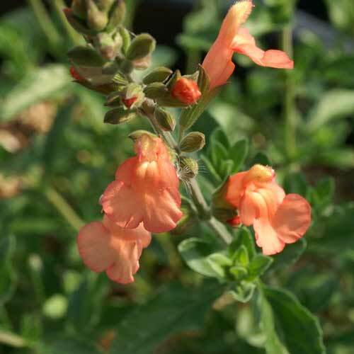 Salvia californian sunset - salvia,