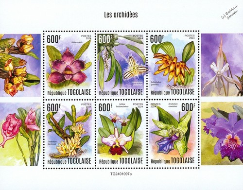 Orchids orchid wild - /,