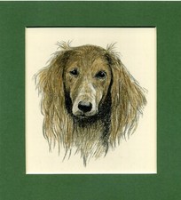 ~ Saluki ~ C Francis Wardle Hand Coloured Print Genuine Vintage 1935