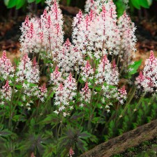 Tiarella Angel Wings Foam Flower Deciduous Perennial Outdoor Garden Shrub