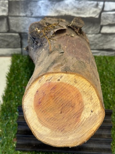 Year air dried yew wood - 20,